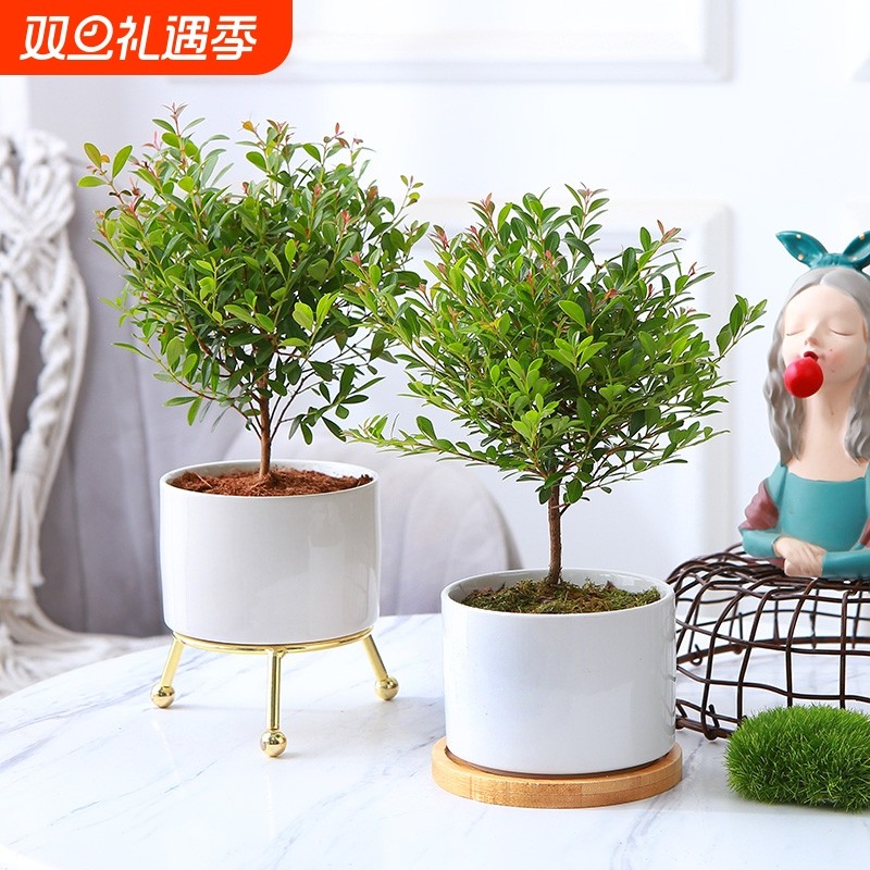 小叶赤楠盆栽办公室植物四季常青桌面盆景观叶绿植小赤楠阳台摆放