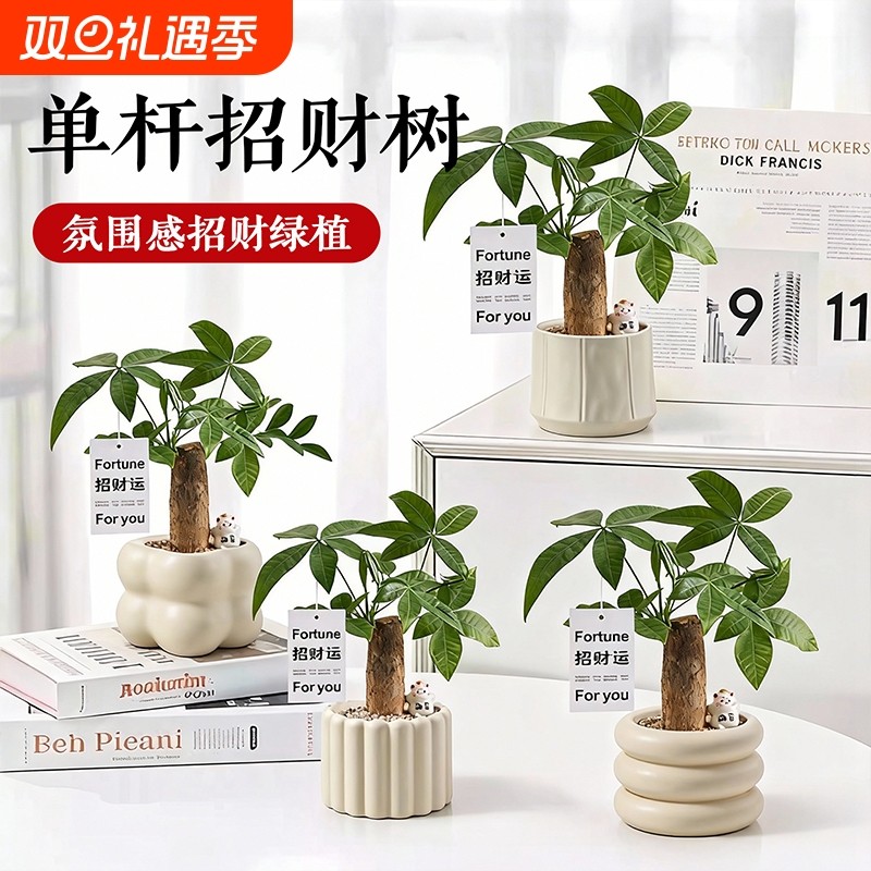 办公室桌面绿植小盆栽室内植物ins奶油风四季懒人好养花卉幼儿园