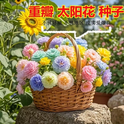 重瓣多层太阳花种子四季
