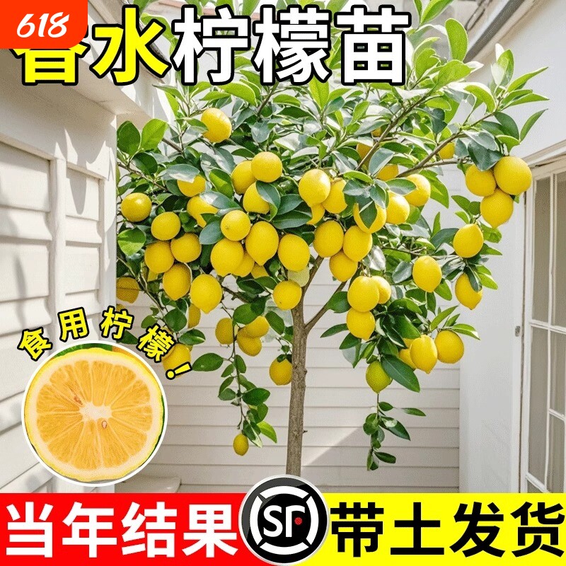 香水柠檬树苗盆栽带果室内无籽四季柠檬苗食用柠檬树果苗庭院结果
