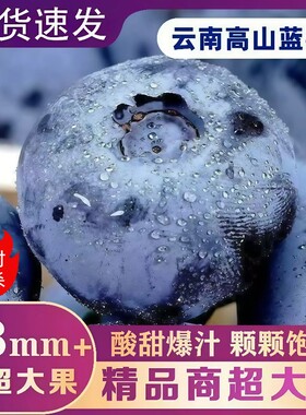 云南蓝莓新鲜水果当季现摘L25花香高山孕妇整箱顺丰包邮大果一颗