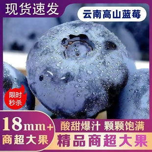 云南蓝莓新鲜水果当季现摘L25花香高山孕妇整箱顺丰包邮大果一颗