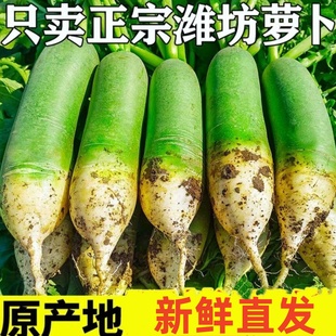 山东潍坊水果萝卜绿皮青萝卜长条水果萝卜特级脆甜爽口生吃
