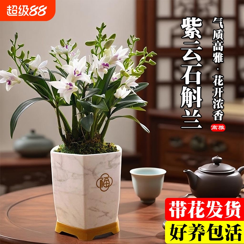 基地直销带花苞紫云石斛兰四季好养泼墨室内水培浓香花卉盆栽绿植