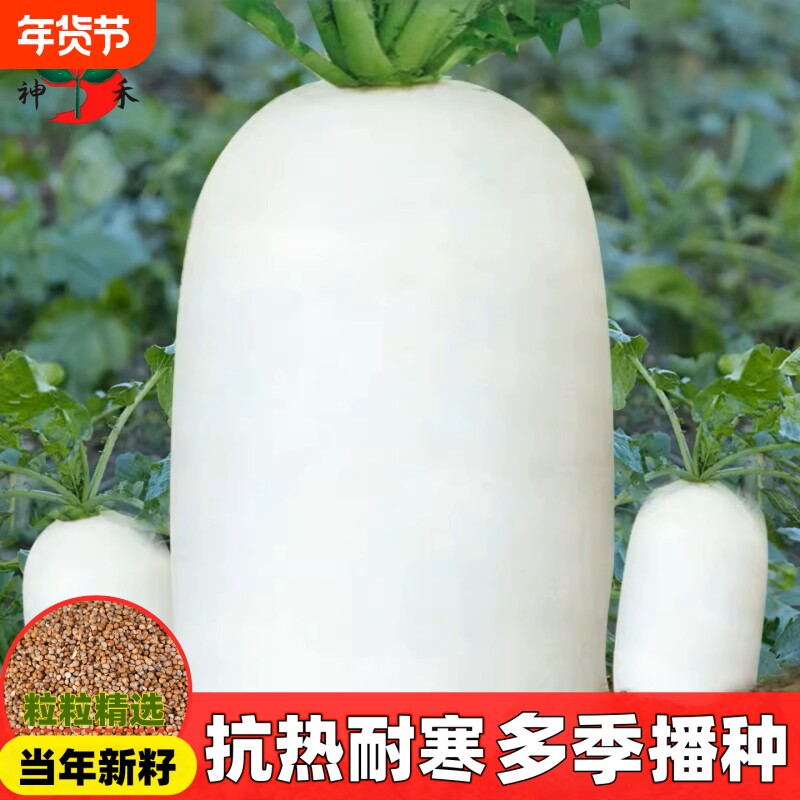 夏季夏抗40白萝卜种子大全水果萝卜籽蔬菜种子红萝卜大萝卜九斤