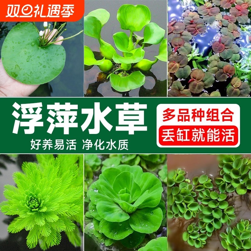鱼缸水草大全浮萍龟缸鱼缸造景全套装饰用品一叶莲肚兜萍水培绿植