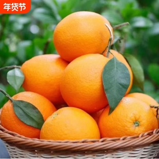 正宗广西贺州市富川脐橙新鲜橙子大果孕妇水果甜橙现摘现发年货节