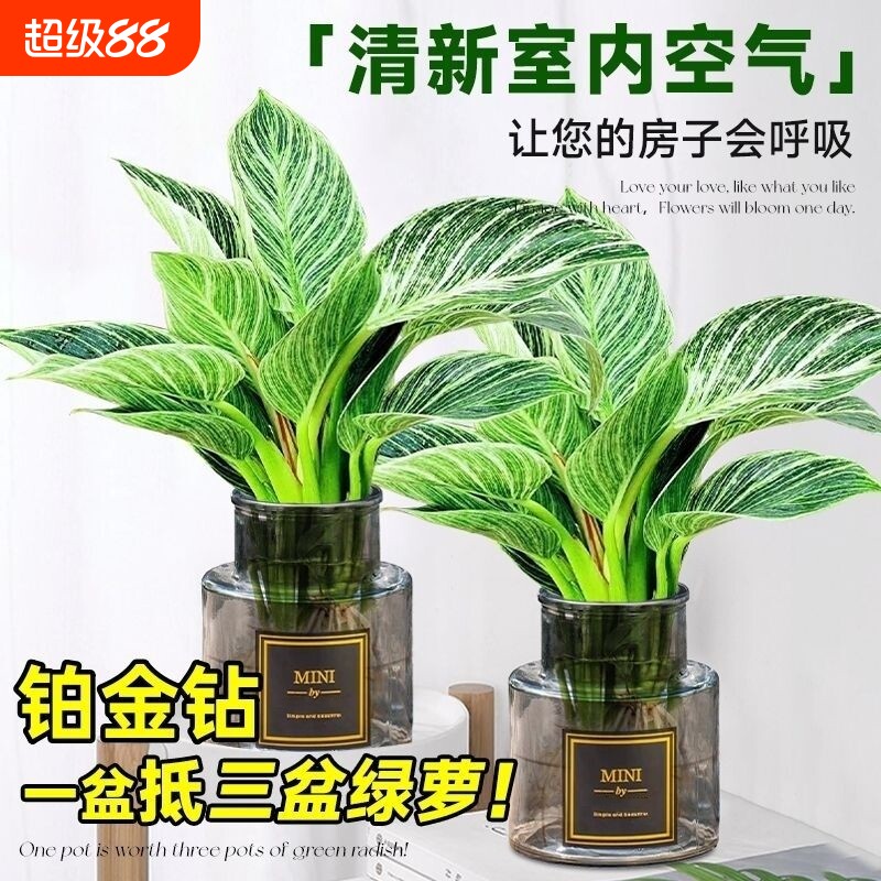 铂金钻水培植物客厅室内好养大叶金钻绿公主净化空气盆栽甲醛水养
