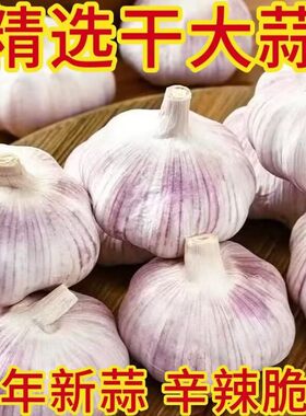 干大蒜头干蒜河南农家自种土蒜紫白皮大蒜带箱蔬菜新鲜优质精选