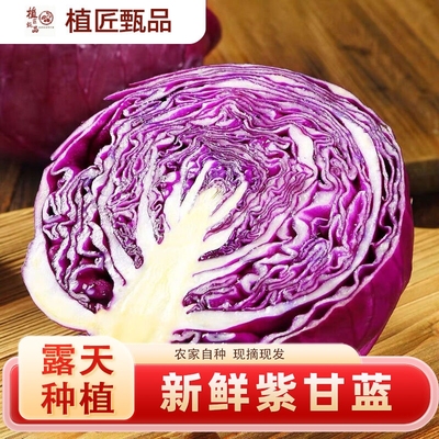 河南紫甘蓝新鲜包菜蔬菜自种新鲜卷心菜脆嫩露天农家沙拉小个整箱