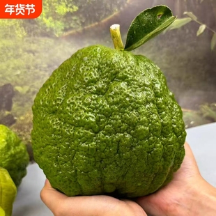 云南香橼现摘现发新鲜果佛手果果自然清香绿植室内闻香清供食用