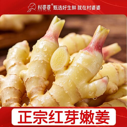 山东新鲜现挖仔姜红芽姜脆嫩无丝