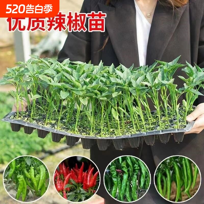 辣椒秧苗带土四季盆栽地栽朝天椒薄皮牛角椒小米椒二荆条批发特辣