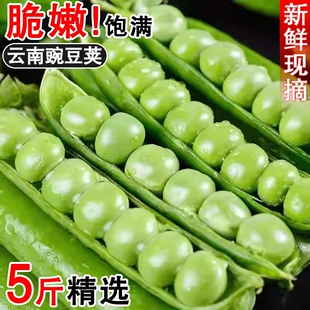 包邮 农家蔬菜甜豆荚整箱 现摘新鲜豌豆5斤带壳青豆角粒云南应当季