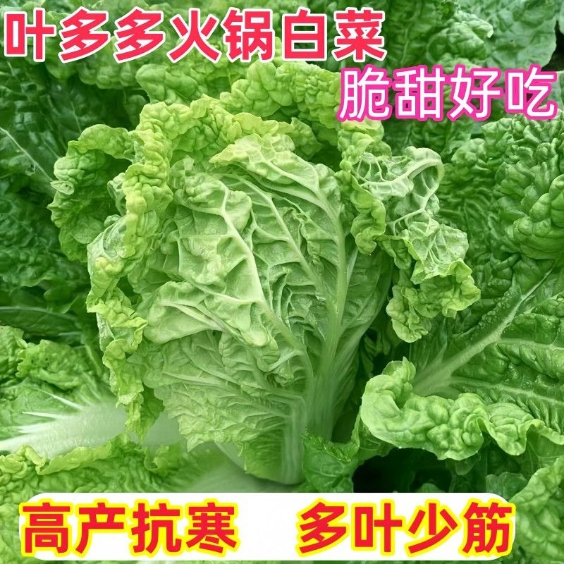 叶多火锅白菜种子叶多甜白菜籽秋季耐贮高产麻叶大白菜耐寒蔬菜种
