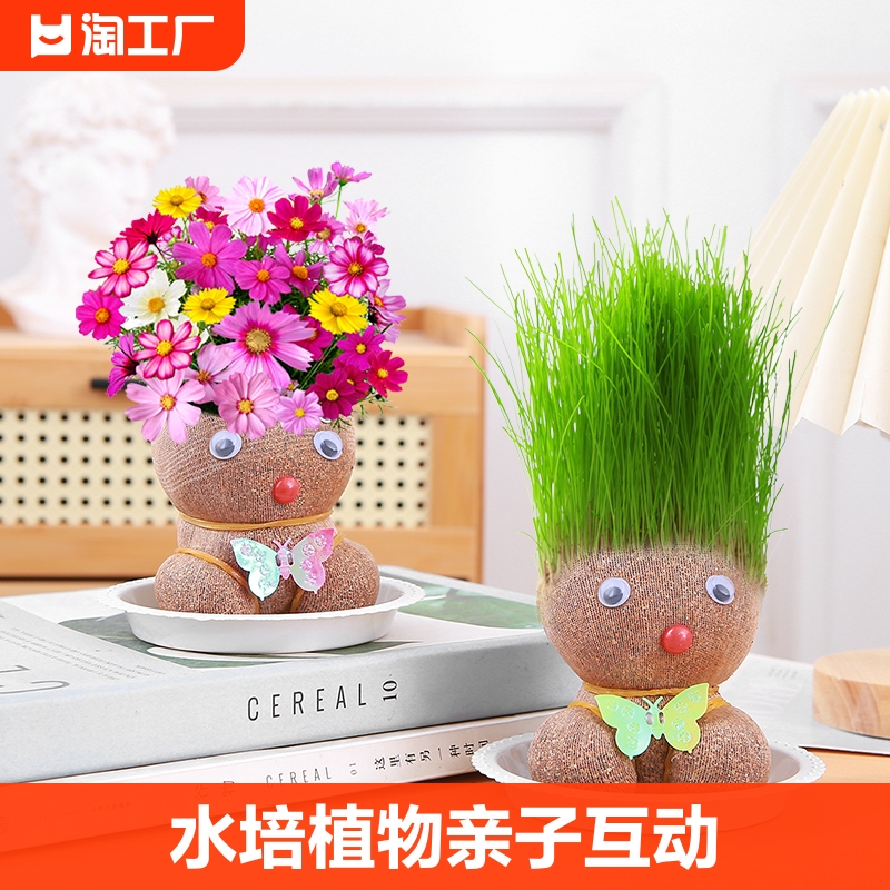 长草娃娃开花头上水培花卉室内绿植小盆栽花客厅种植桌面轻松花儿