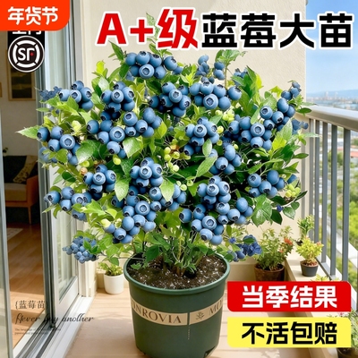 蓝莓树果苗盆栽特大号室内外果树