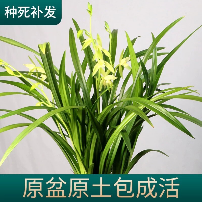 兰花苗原盆原土室内花卉绿植盆栽带花苞名贵蕙兰浓香国兰四季建兰