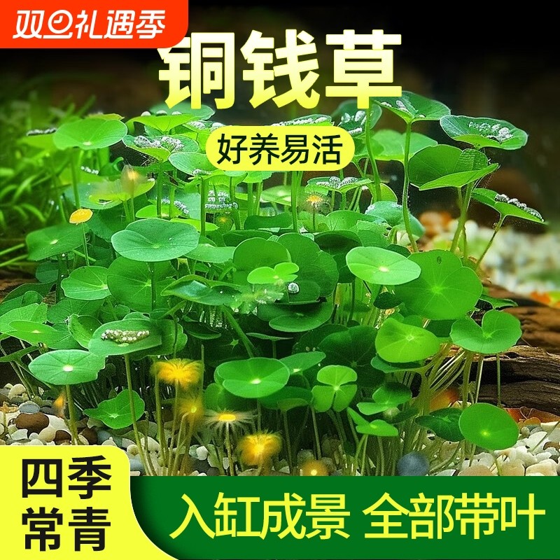 铜钱草水草植物招财鱼缸造景大叶水培养鱼净化水质好养易活金钱草