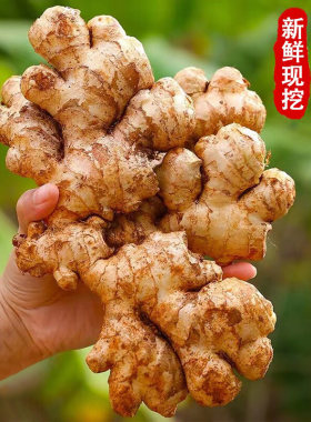 新鲜小黄姜老姜山地农家新鲜