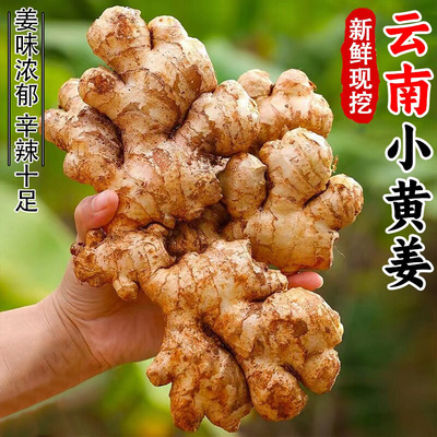 新鲜小黄姜老姜山地农家新鲜