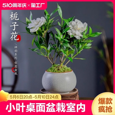 小叶栀子花桌面盆栽花卉室内植物花办公室绿植四季开花好养活盆景