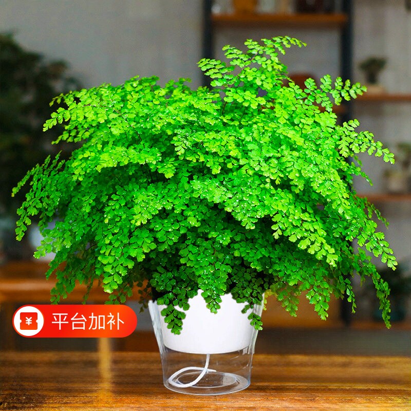 铁线蕨盆栽蕨类绿植垂吊客厅阳台室内外密叶四季常青好养耐阴植物