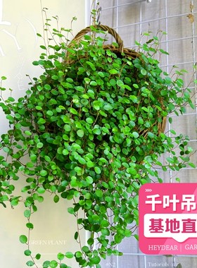 千叶吊兰盆栽鲜活观叶植