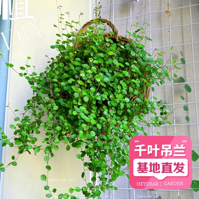 千叶吊兰盆栽鲜活观叶植