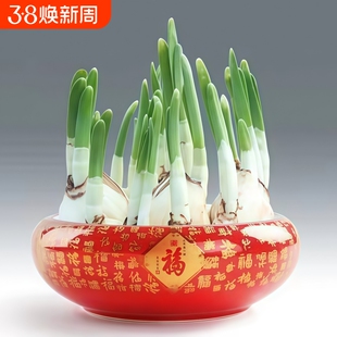 水仙花种球水培植物耐寒洋水仙好养易活室内外阳台桌面盆栽水仙花