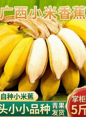 正宗广西小米蕉拇指蕉应季新鲜水果自然熟酸甜香蕉非皇帝芭蕉甜糯