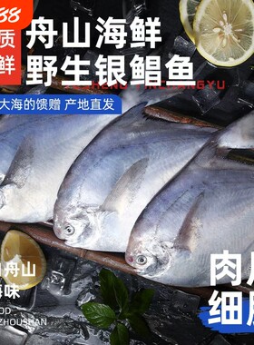 【5斤】舟山野生银鲳鱼/白鲳鱼
