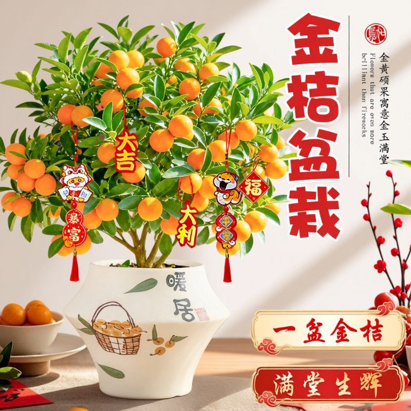 金桔树盆栽年宵花卉盆景四季金桔可食用带果桔子树苗室内客厅绿植,鲜花速递/花卉仿真/绿植园艺,绿植,淘宝优惠券,粉丝福利购,淘宝优惠卷