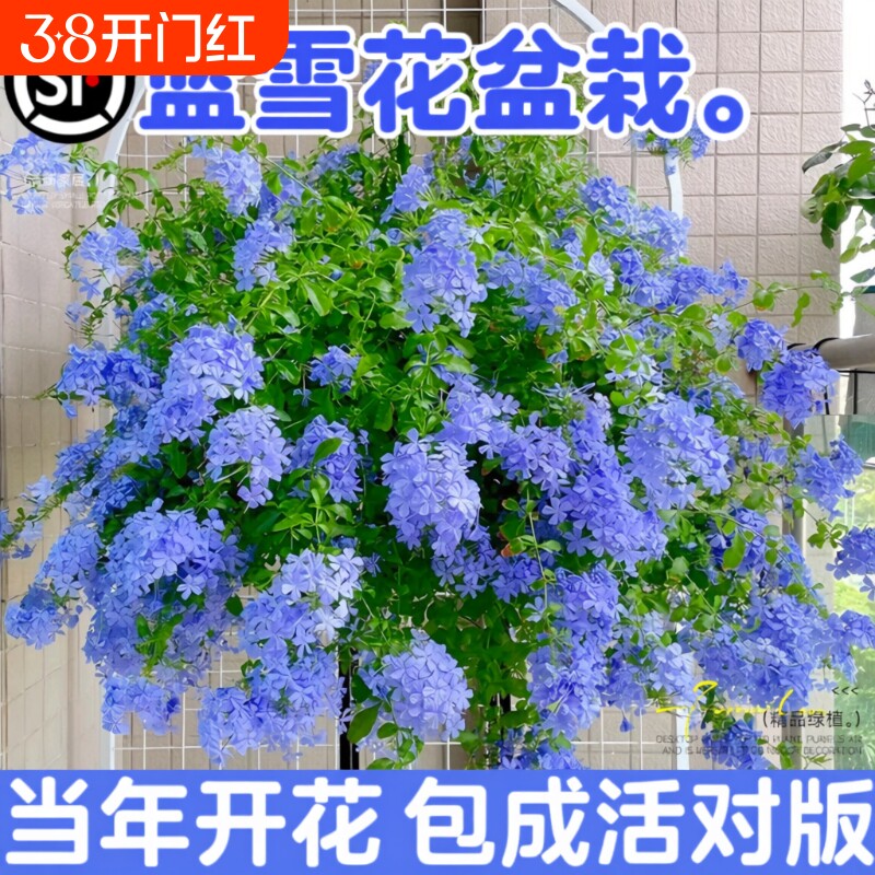 蓝雪花盆栽花卉大苗绿植适合阳台长好养的鲜花带花庭院花期开花