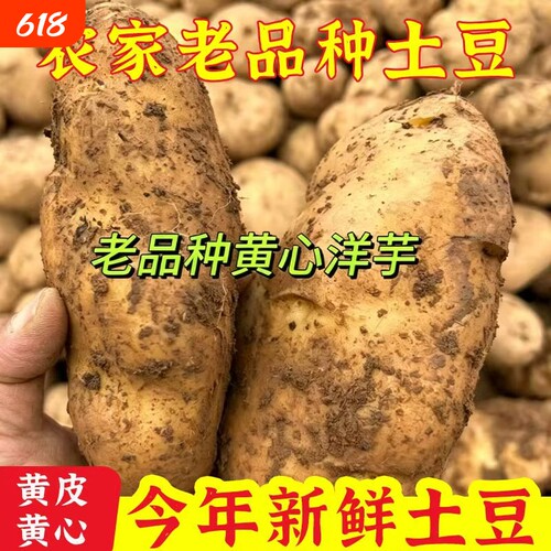 高山土豆新鲜马铃薯现挖