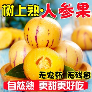 新鲜人参果云南石林树上熟大果应季整箱装人参果5斤优选果