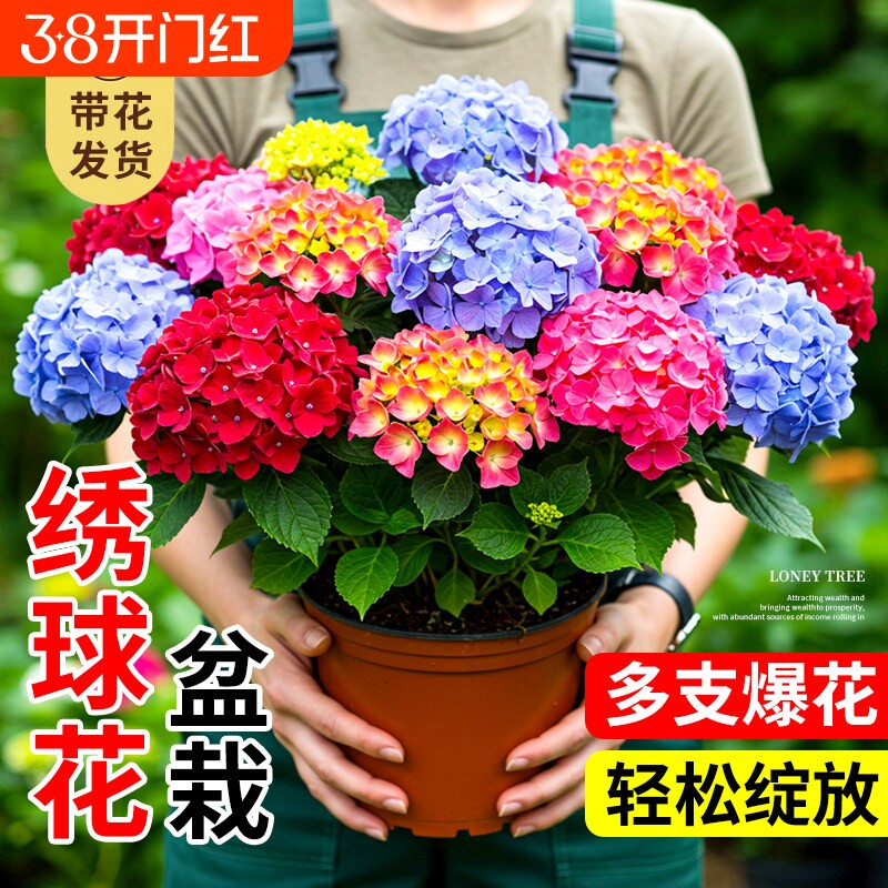 无尽夏绣球花苗盆栽带花苞四季开花卉绿植物室内阳台庭院老桩鲜花