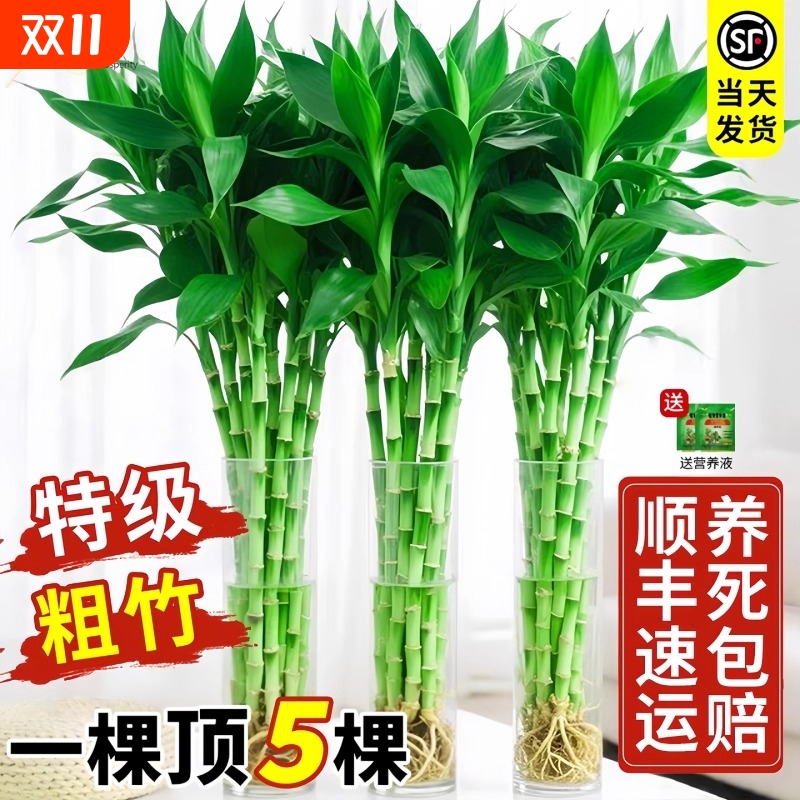 带根水培植物室内绿植客厅盆栽招财粗杆水养特级竹子阳台卧室桌面