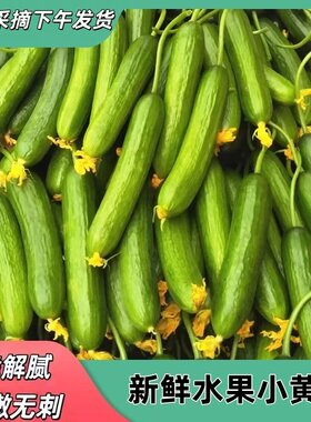 水果黄瓜农家自产即食水果小黄瓜青瓜蔬菜时令旱黄瓜脆嫩新鲜自提