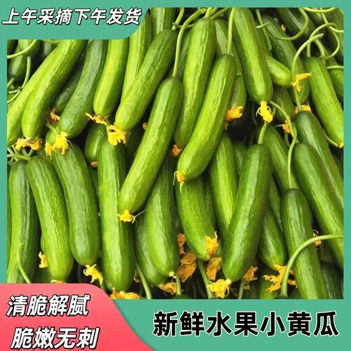 山东新鲜脆嫩水果黄瓜农家自产即食水果小黄瓜青瓜蔬菜时令旱黄瓜