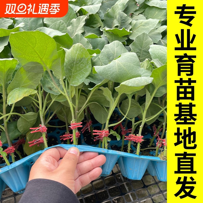 嫁接茄子苗带土老品种山东寿光本地高产架接红紫杭茄大苗秧蔬菜种