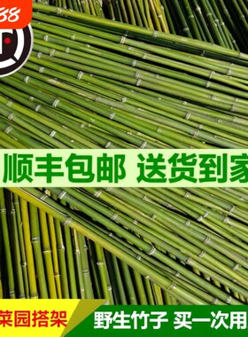 竹竿小竹杆菜园搭架子篱笆栅栏菜豆角黄瓜爬藤花架西红柿竹子围栏