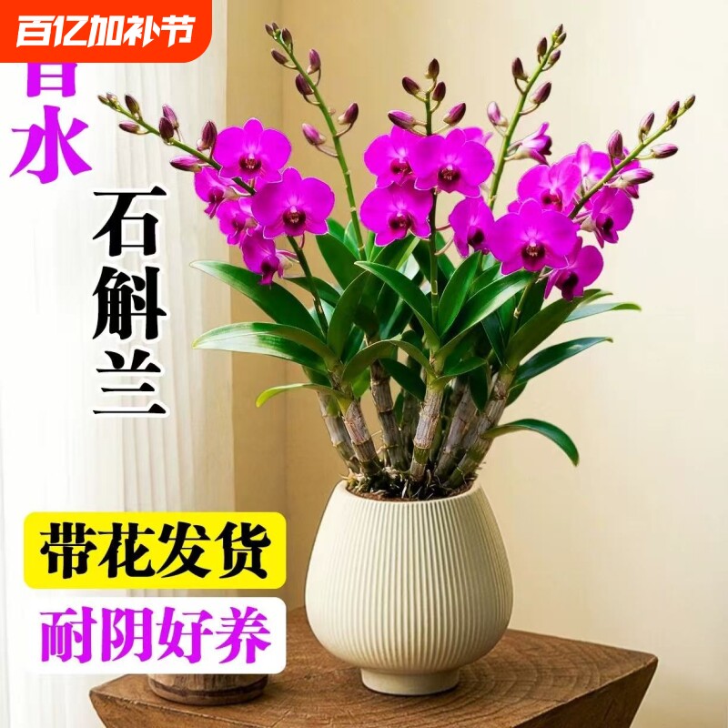 香水石斛兰盆栽带花苞蝴蝶兰花卉室内水培君子兰四季开花绿植物