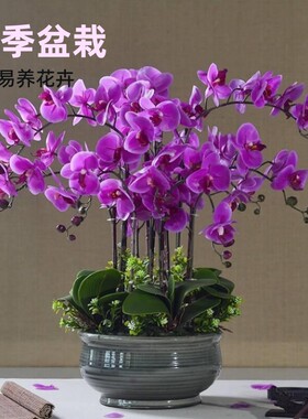 蝴蝶兰花苗包邮盆栽四季