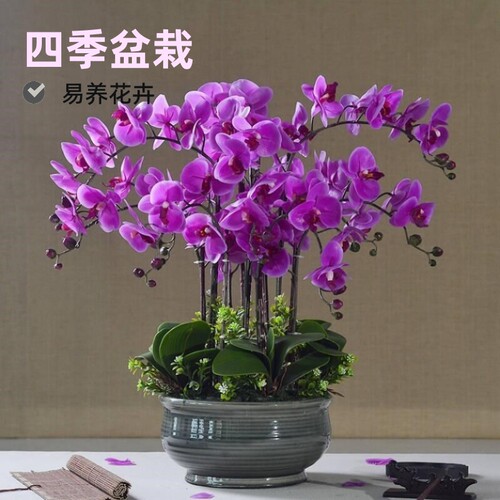蝴蝶兰花苗包邮盆栽四季