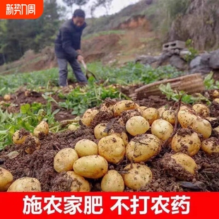 贵州特产农户种植今年黄心土豆现挖新鲜马铃薯土豆5斤 包邮