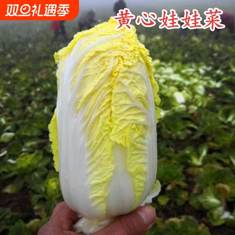 贝贝娃娃菜种子白菜籽庭院种菜阳台盆栽蔬菜四季播黄金娃娃菜种子