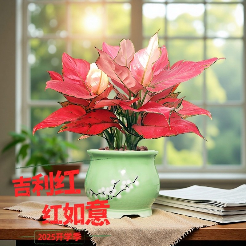 吉利红盆栽红如意皇后大棵水培植物万年红小苗室内养办公花卉绿植