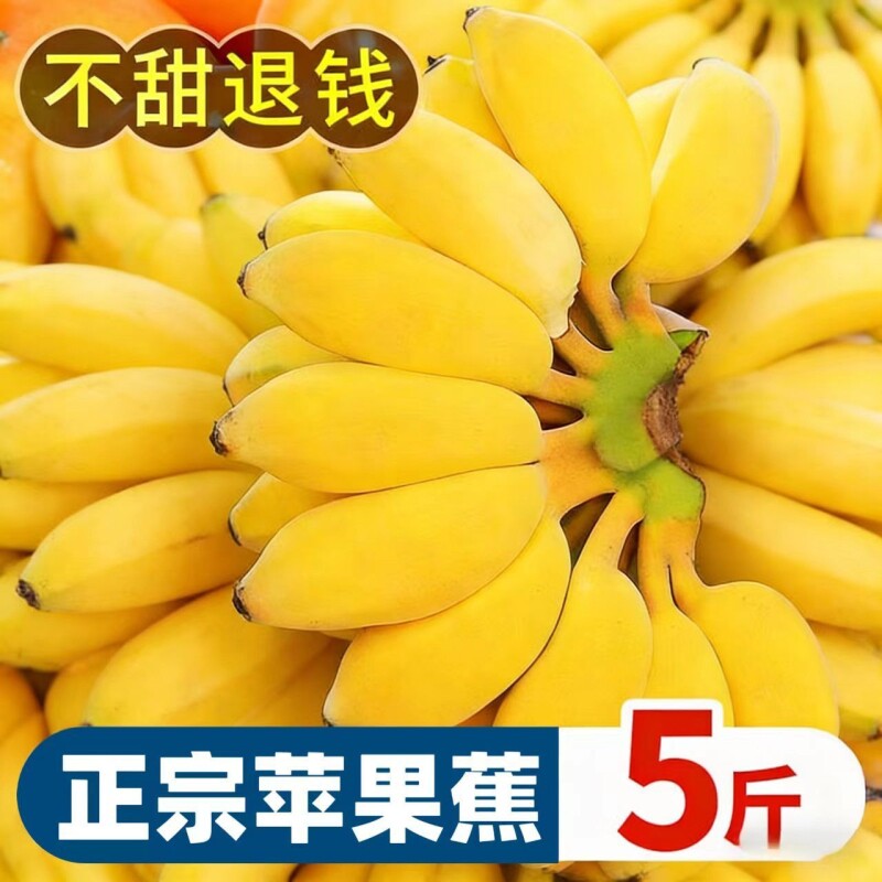 正宗广西苹果蕉国产粉蕉香甜产地直发广西小米小胖香蕉需催熟食用