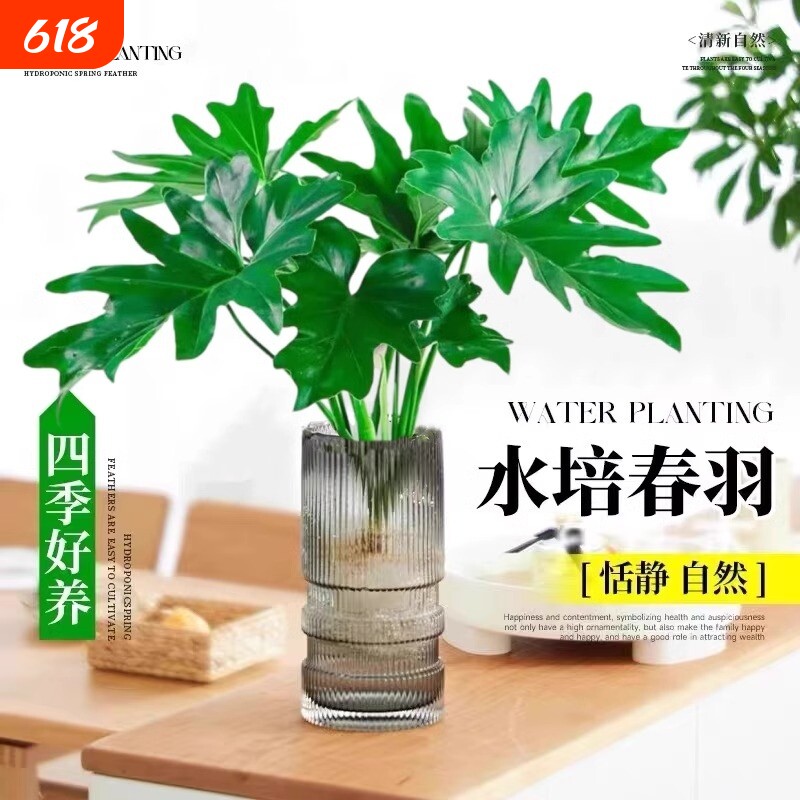 水培春羽盆栽室内客厅花卉水养富贵竹大叶绿萝好养春雨绿植物卧室